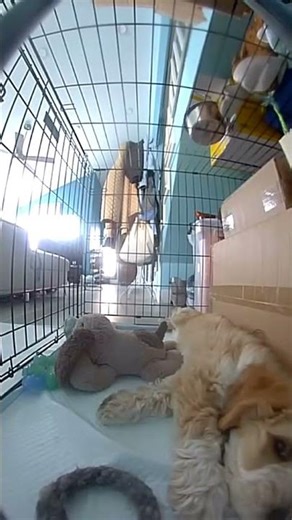 Chunky pressed doorbell/Dog Cam and barked and whined #australian labradoodle hates the cage