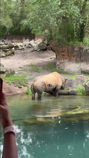 White Rhinos Up Close at Disney’s Animal Kingdom! 🦏✨ #DisneySafari #AnimalKingdom #RhinoSighting
