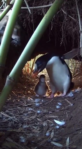 Rear Intrusion in a Bamboo Hollow at Dusk