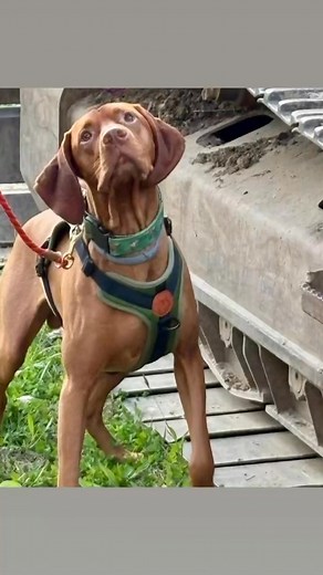 Scent Work level 1 & 2 classes dusting off the cobwebs and rocking some exterior searches. I so enjoy the dynamics in these classes. New friendships forming, supportive and inquisitive learning and just some lovely people and dogs. Great work everyone! Kristie Adams | Warner Brook Training Center