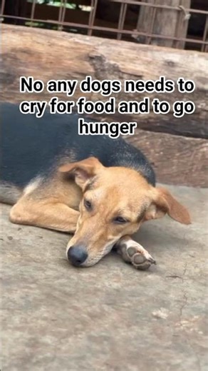No any dogs needs to cry for food please donate #goviral #dogsareincredible #helpinghumanity