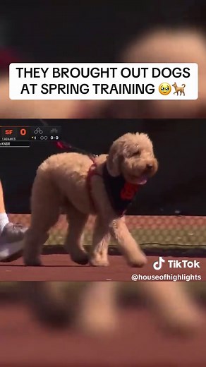 Dogs Join MLB Spring Training Fun!