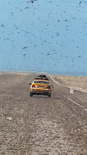 Massive swarms of locusts were found blanketing the road and crashing into cars in the Sahara desert. 🤢 | New York Post
