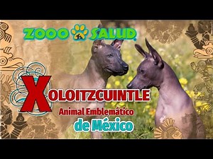 El Xoloitzcuintle, Animal Emblemático de México