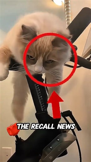 If Cats Used Peloton… Here’s How They’d React to the Recall #catshorts #viralshorts