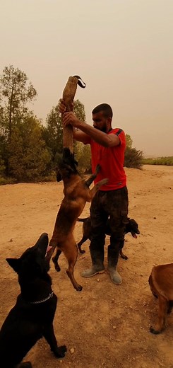 Woman Riding Dog - Amazing Dressage Training Video