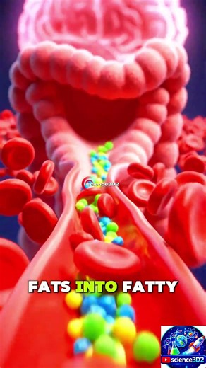 Eating Pizza Inside Human Body | AI 3D Digestive System Animation #AIMedicalAnimation #shorts ‎