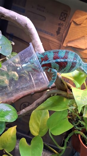 Chameleon#reptiles #カメレオン #變色龍 #爬蟲 #爬虫類#animals #카멜레온 #cute#パンサーカメレオン #팬서카멜레온#Bunglon#reptile#파충류