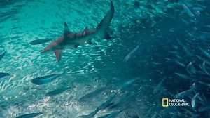 Don't miss more of #Sharkfest streaming now on Disney ! | National Geographic