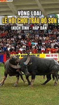 Do Son Buffalo Fighting Festival Qualifiers - VTV 2026 Were Intense and Thrilling 🏆 #dosonday
