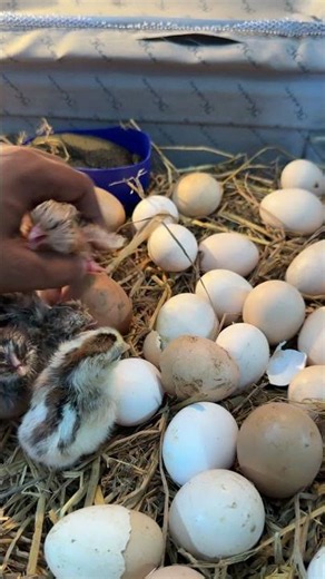 Old SuitCase Turned into Egg Incubator.