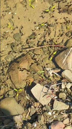 Marsh Frog tadpoles swimming in the shores of Orava Reservoir, Slovakia #amazingfrog #tadpoles