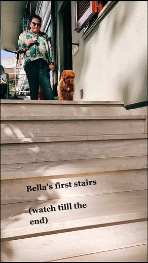 #mydogmusthave #mydoglove #toypoodles #challenges_tiktok #puppydog #puppy #puppylove #goodgirl #cuteanimals #cutegirl #cuteness #sweet #LoVediSoloQua