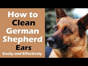 How to Clean German Shepherd Ears Easily and Effectively? Get the Best Advice
