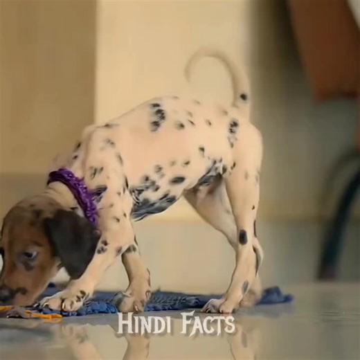 Funny behavior with dumb beast 💯💞