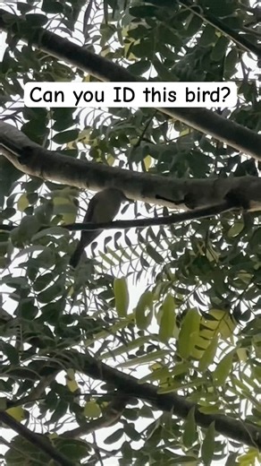 Can you ID this bird by its call?