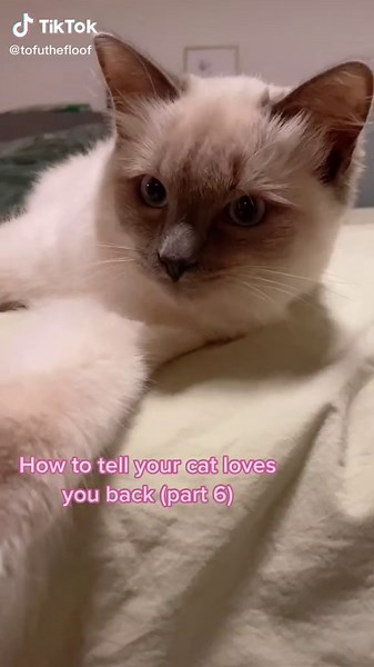 He always tries to sneak on my pillow, but the neck pain is worth it ❤️ #part6 #tofuthfloof #catlove