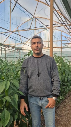 🌱🌱🌱Hava Kapalı Yağmurlu Farketmez İlaçlama Wetcit Neo İle Gecikmez🌱🌱🌱 🍅🌶️🍆🥒Kurşuni Küf Mücadelesinde Kullanılan İlaçlardan Maksimum Fayda🍆🥒🍅🌶️ 👉🏽Kullanılan ilaç çok hızlı kurur ve bitki yüzeyinde çiğ oluşumu 7-10 gün zorlaşır 👉🏽Transphloem teknolojisi ile kullanılan ilaçtan maksimum fayda 👉🏽Stomaları tıkamaz bitkiyi yormaz 👉🏽Kullanılan ilaç uzun süreli yayılır Bakır kükürt yağ ve tek kullanılması önerilen ilaçlarla birlikte kullanılmaz #sebze #sera #çiftçi | Murat Yavuzer