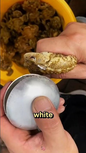 What’s That White Stuff on This Toad?