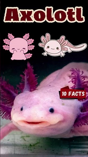 10 Amazing Axolotl Facts for Kids | Fun and Fascinating Facts About Axolotls! #axolotl #axolotllove