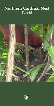 Cardinal Nest Part 15 - Lots of food for the chick #wildlife #nestcam