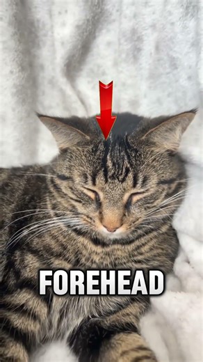Tabby Cats Aren’t a Real Breed!? 😳🐱