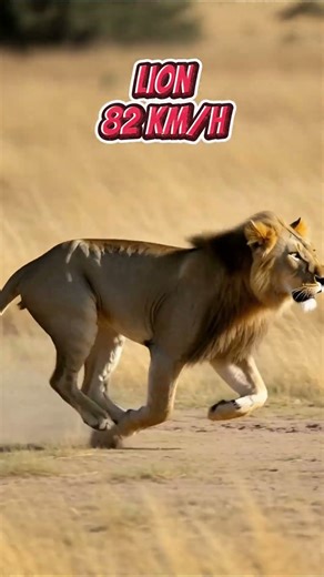 Fastest Animals From Kangaroo To ...