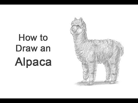 How to Draw an Alpaca