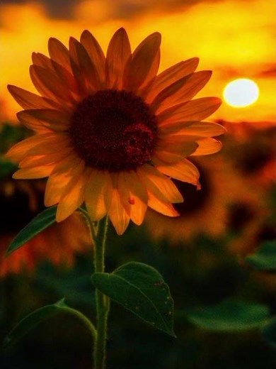 I do - Amanda Black #lyrics #ido