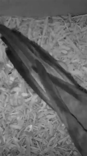 male cockatiel checking out his hens freshly laid egg #aviary #birds #bird #cockatiel #breeding