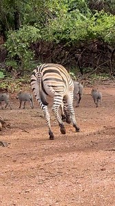 Zebra Chases Warthogs 😳🐗🦓 #wildlife #zebra #wow | Wildest Kruger Sightings