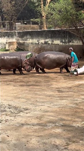 শক্তির চেয়েও বড় জিনিস হলো নিয়ন্ত্রণ আর সম্মান। #জলহস্তি #foryou #viral #for #animals #dangerous