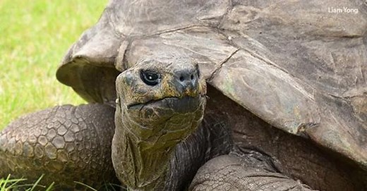 Meet 190-year-old Jonathan - world's oldest tortoise ever