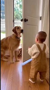 Tan tan here is puppies #puppy | Nurfthefrench Official