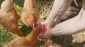Man feeding hens from hand in the farm. Free-grazing domestic hen on a traditional free range poultry organic farm.