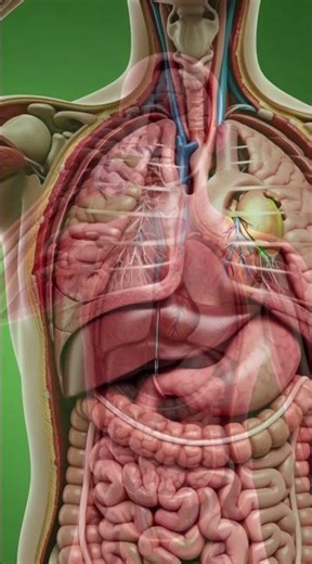 #1 Water Nutrient Pathway 3D – Hydration Journey Inside Your Body#Water3D #HydrationJourney