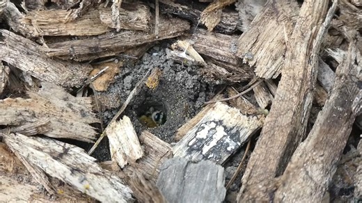 Check out this video of this squash bee emerging from her nest! Did you know that most native, solitary bees (like squash bees!) are ground nesters? Leaving bare patches of soil is an effective way of incorporating ground nesting pollinator habitat in your yard. Wondering how to create pollinator habitat where you live? Pollinator Partnership has a Quick Reference Guide to help! Visit pollinator.org/2pagers or click the link in our bio for an abundance of pollinator habitat resources. Video by L