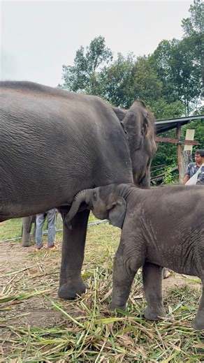 Fat cheeks, tiny trunk, and a big appetite .😁🐘^_^ | Ethical Elephant Karen Tribe