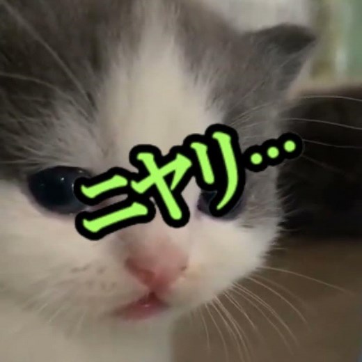 smt4 smirk cat