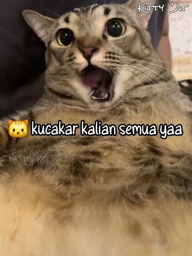This Fat Cat Gets Angry When His Snacks Run Out Even Though He's Eaten a Lot 🐱 #cat #cutecat