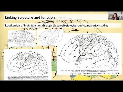 The multilevel human brain atlas in EBRAINS - an overview