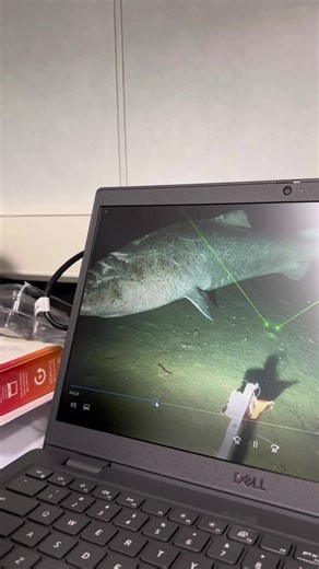 Greenland sharks in the Arctic part two! #sharks #marinebiologist #arctic #fish #greenlandshark #womeninstem #science