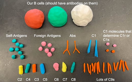 补体激活经典途径演示 Complement Gala UPenn 2021