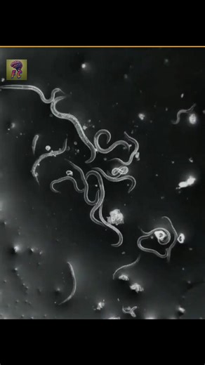 How Different Things Look Like Under A Microscope🤯||#facts #shorts