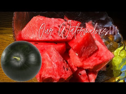 Harvesting and Cutting Open Our Watermelons | Sugar Baby and Black Diamond #watermelons #growing