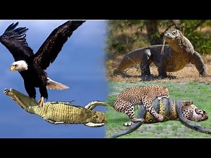 The 10 Most Powerful Predators In The Animal Kingdom