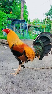 "Wag mong ilaban Para ti matalo..😝🩷🩷" #viralreelsシ #manokreels #reelsvideo #gamefowlbreeder #healthymanok #pumpkinseason #gamefowlbreeding #Broodcock | Magbanua Gamebirds