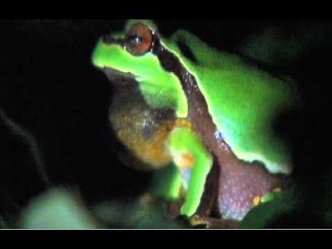 Pine Barrens Tree Frog