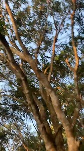 Guys I am climbing trees. | Real Commando