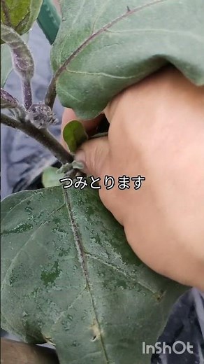 家庭菜園茄子栽培芽管理農業農園農家行灯栽培一番花切除黒マルチ栽培芽かきナスの育て方初期生育元気の無い葉は取るわき芽取り
